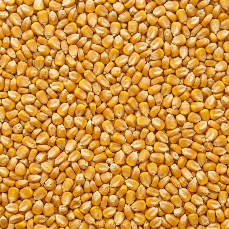 Whole Corn Maize (Makka)