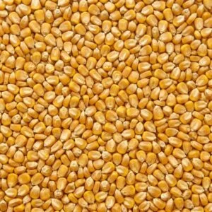 Whole Corn Maize (Makka)